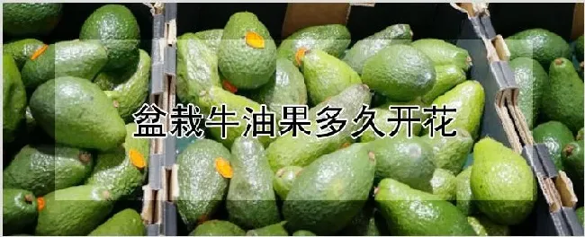 盆栽牛油果多久开花 | 农业技术