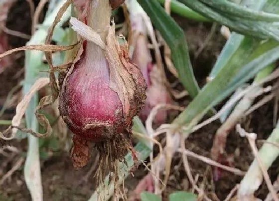 种植方法|葱头种植时间和方法 种植全过程