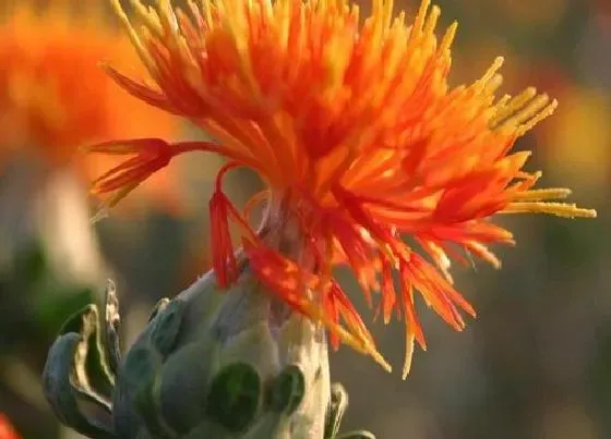 植物种类|花草是植物吗 属于什么植物