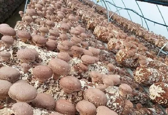 食用技巧|香菇怎么洗才干净 正确的清洗方法