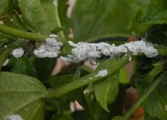 植物虫害|无花果长虫子怎么办