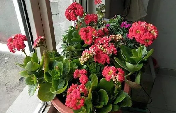 养殖科普|长寿花能晒太阳吗 可以放在阳光下晒吗