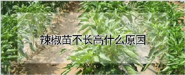 辣椒苗不长高什么原因 | 农业技术