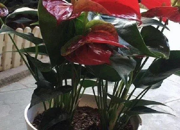 植物换土|火鹤怎么换土换盆
