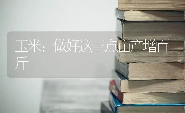 玉米：做好这三点亩产增百斤 | 粮油作物种植