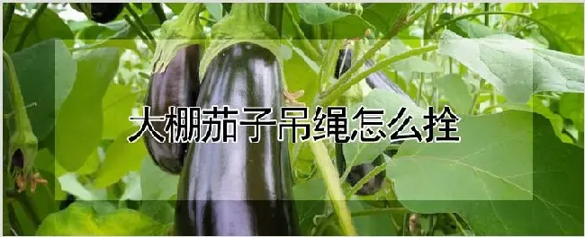 大棚茄子吊绳怎么拴 | 养殖技术