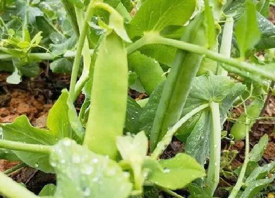 食用常识|豌豆什么季节吃最好