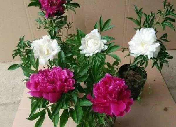 养殖方法|如何种植盆栽芍药技巧（芍药的养护方法和注意事项 ）