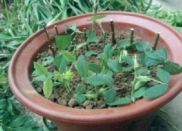 植物扦插|薄荷怎样扦插繁殖 薄荷扦插生根最快方法