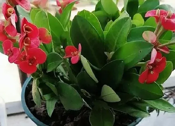 植物毒性|大叶虎刺梅有毒吗 能在家里养吗