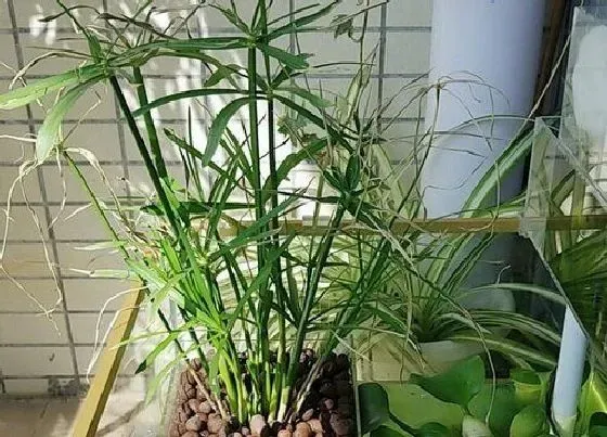 树之最|化煞的树有哪些