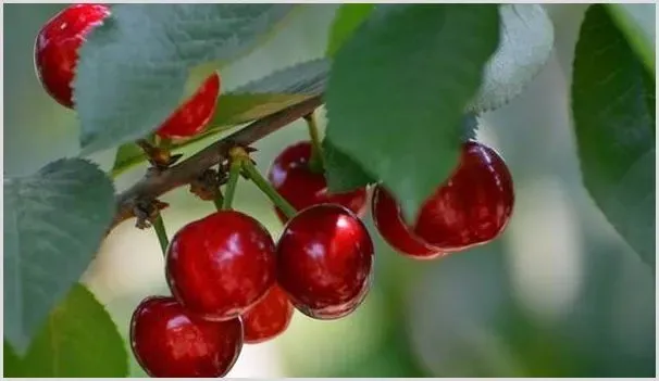 樱桃落花落果是什么原因？防治方法介绍 | 种植技术