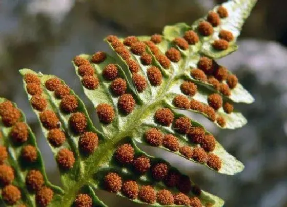 植物百科|裸子植物有花和果实吗 裸子植物会开花结果实吗