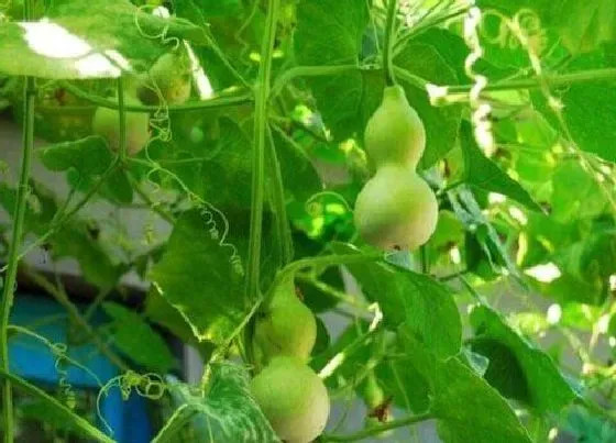 生长环境|葫芦生长温度是多少度