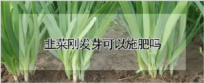 韭菜刚发芽可以施肥吗 | 农业科普