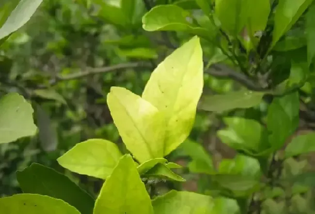 植物百科|铁元素对植物的作用