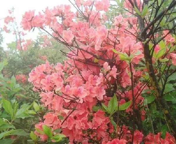 植物发芽|映山红不发芽怎么办 不发芽原因及处理方法