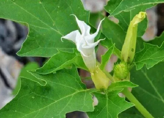 开花时间|曼陀罗什么时候开花 花期在几月