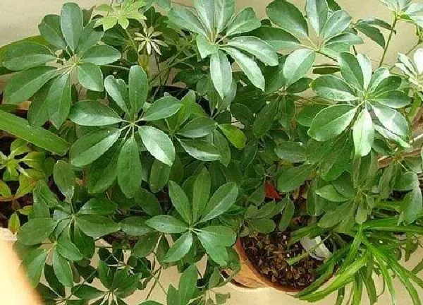 养殖方法|鹅掌木怎么养才会茂盛