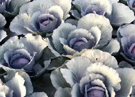 植物播种|紫甘蓝什么时候播种合适