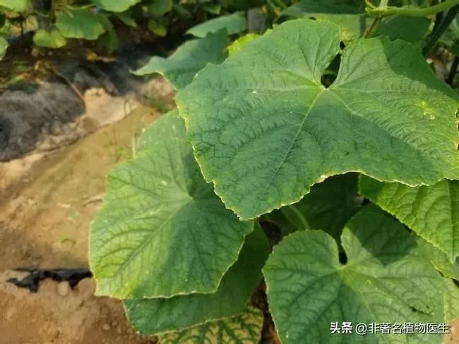 种植管理|黄瓜叶片镶金边怎么回事，黄瓜叶黄金边是什么问题）