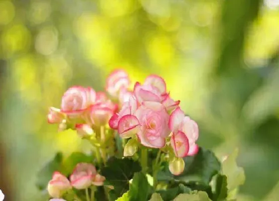开花时间|海棠花什么时候开花 花期多久时间