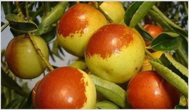 冬枣高效种植管理要点 | 耕种资料
