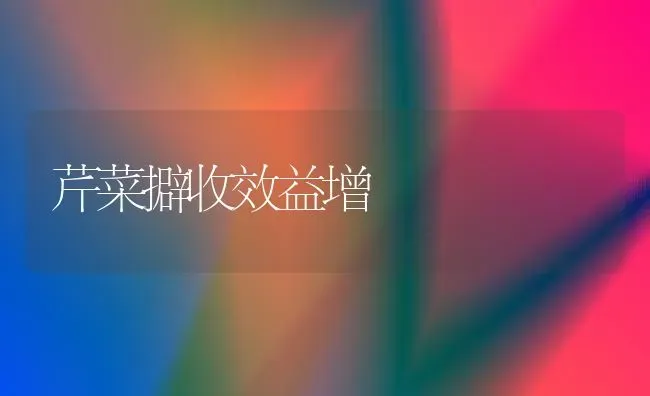 芹菜擗收效益增 | 蔬菜种植