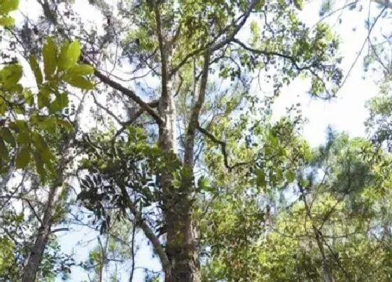 植物种类|坡垒是裸子植物吗