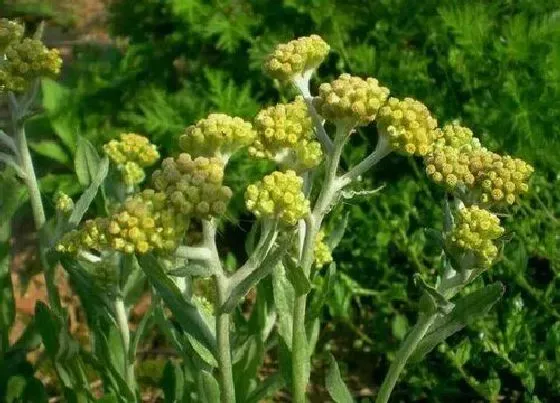 植物百科|佛耳草又叫什么名称