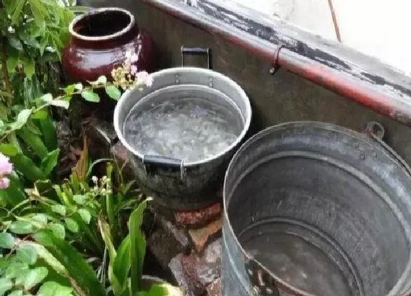 植物浇水|洗碗水可以浇菜吗