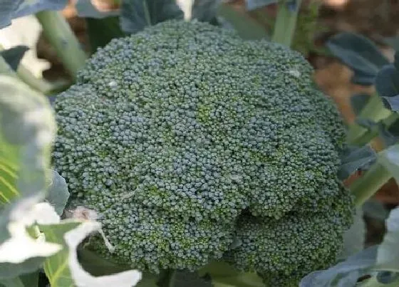 种植方法|花菜种植时间和方法