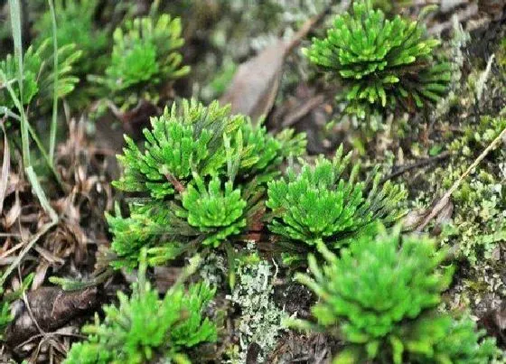 植物百科|回阳草又叫什么名字