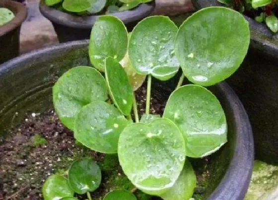 植物百科|和金钱草很像的草