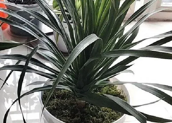 植物移栽|龙血树夏天可以换盆吗 换盆正确方法及注意事项