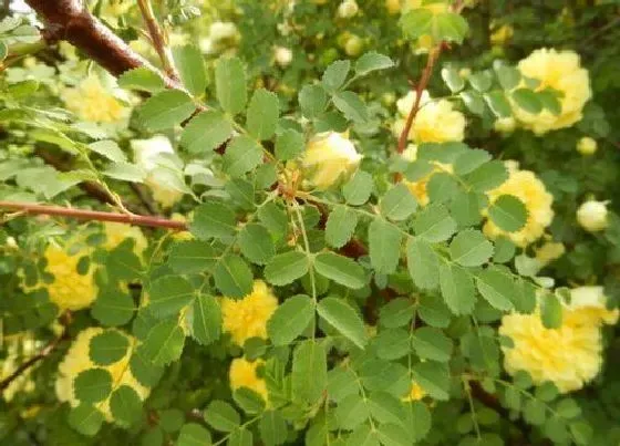 花期|黄刺玫花期是什么时候