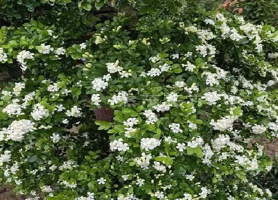 开花时间|九里香多久开花一次 养多久才开花