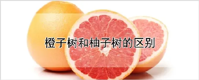 橙子树和柚子树的区别 | 种植技术