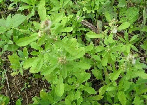 植物百科|佛耳草又叫什么名称