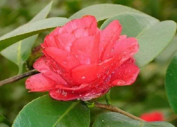 养殖方法|红山茶花怎么养家庭养法