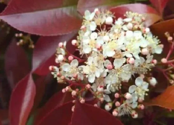 植物百科|红叶石楠会开花吗 开花图片欣赏