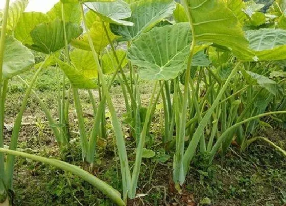 植物施肥|种植芋头需要用什么肥料最好，栽培芋头施什么肥产量高）