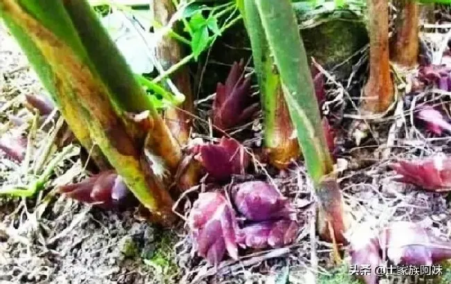 植物百科|秋天有什么野菜可以挖 （农村地里挖的乡间野菜是什么菜）