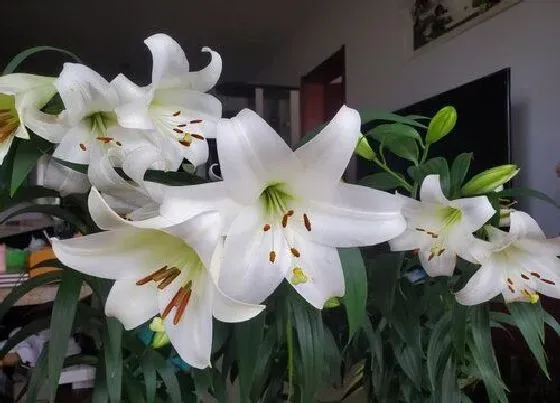 植物毒性|百合花花香味有毒吗