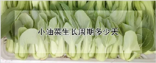 小油菜生长周期多少天 | 养殖技术