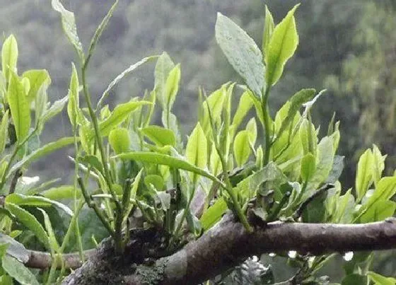 种植管理|茶树的生长周期是多长时间