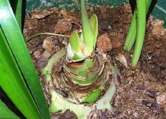 种球|大头兰种球保存方法与种植时间