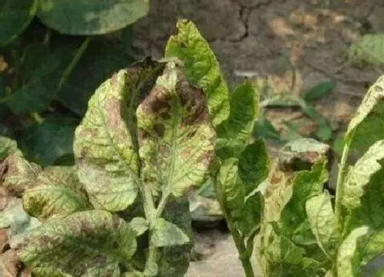 植物病害|马铃薯花叶病症状及防治方法