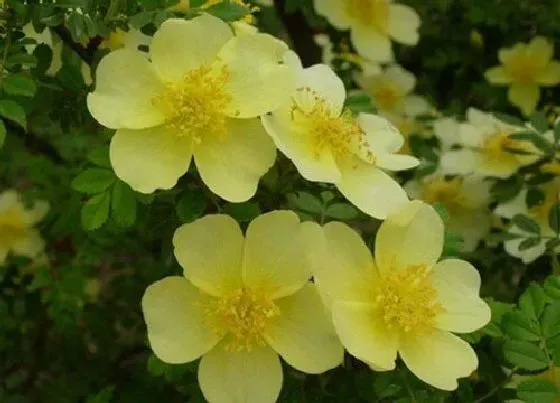 花期|黄刺玫花期是什么时候