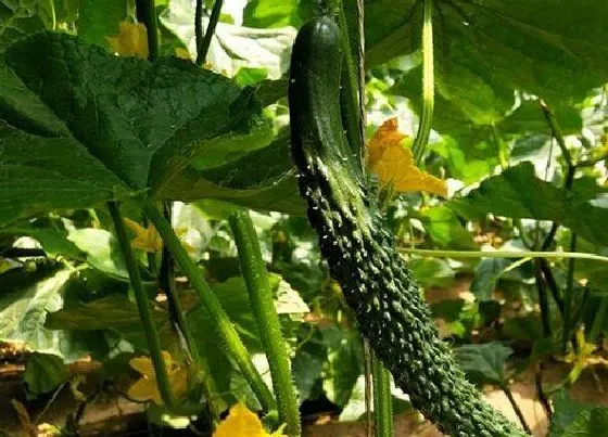春天植物|南方春天适合种什么蔬菜（立春后南方露天栽种蔬菜表）